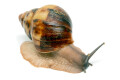 Archachatina marginata egregia Cameroon two-tone adult